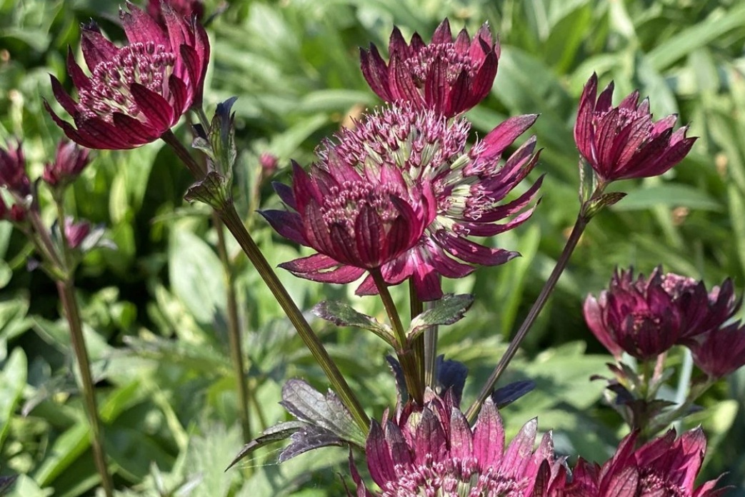BYLINKY